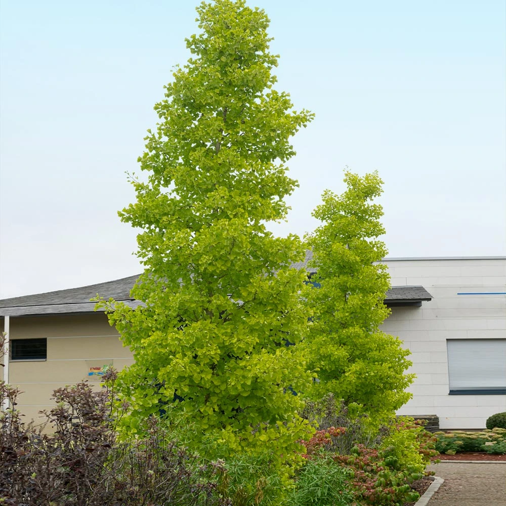 Goldspire™ Ginkgo Tree 3 Goldspire™ Ginkgo Tree - Image 3