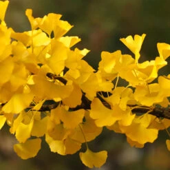 Goldspire™ Ginkgo Tree 8 Goldspire™ Ginkgo Tree -Flowering Trees Sales GOldspire Ginkgo Tree 6 FGT
