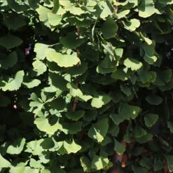 Goldspire™ Ginkgo Tree 9 Goldspire™ Ginkgo Tree -Flowering Trees Sales GOldspire Ginkgo Tree 8