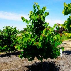 Garden Gems® Emerald Redbud Tree 7 Garden Gems® Emerald Redbud Tree -Flowering Trees Sales Garden Gems Emerald 3