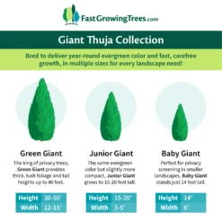 Junior Giant Thuja Tree 9 Junior Giant Thuja Tree -Flowering Trees Sales GiantThujaCollectionGraphic 46da212d 75c4 4b15 9d43 0f7dc11664cd