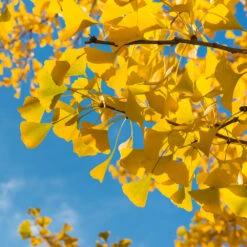 Ginkgo Tree 9 Ginkgo Tree -Flowering Trees Sales Ginkgo Biloba 6 FGT