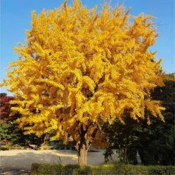 New Arrival 3 Ginkgo Tree