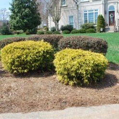 Gold Mop Cypress -Flowering Trees Sales Gold Mop Cypress 1 FGT