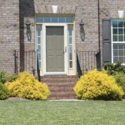 Gold Mop Cypress -Flowering Trees Sales Gold Mop Cypress 2 FGT