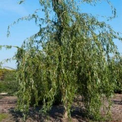 Golden Curls' Corkscrew Willow 11 Golden Curls' Corkscrew Willow -Flowering Trees Sales Golden Curls Willow 1