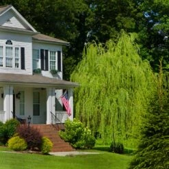 Golden Curls' Corkscrew Willow 8 Golden Curls' Corkscrew Willow -Flowering Trees Sales Golden Curls Willow 4