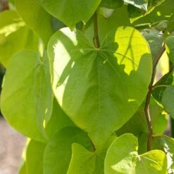 Golden Falls® Redbud Tree 7 Golden Falls® Redbud Tree -Flowering Trees Sales Golden Falls Redbud 2