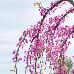 Golden Falls® Redbud Tree 8 Golden Falls® Redbud Tree -Flowering Trees Sales Golden Falls Redbud 3