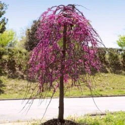 Golden Falls® Redbud Tree 9 Golden Falls® Redbud Tree -Flowering Trees Sales Golden Falls Redbud 4