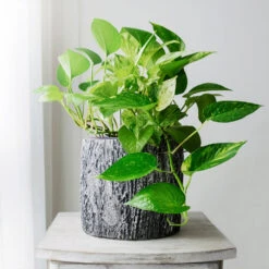 New Apartment House Plant Kit 13 New Apartment House Plant Kit -Flowering Trees Sales Golden Pothos 1 BB c89f9c19 c34c 48a5 8c2a 5055ce6dca15