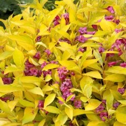 Flowering Trees Sales 32 Flowering Trees Sales -Flowering Trees Sales Golden jackpot Weigela 1