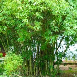 Graceful Bamboo -Flowering Trees Sales Graceful Bamboo 1