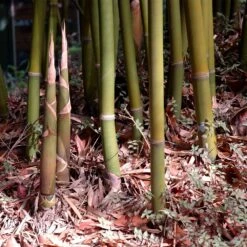 Graceful Bamboo -Flowering Trees Sales Graceful Bamboo 3 FGT