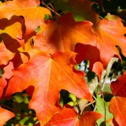 Green Mountain Sugar Maple Tree 8 Green Mountain Sugar Maple Tree -Flowering Trees Sales Green Mountain Sugar Maple 2