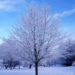 Green Mountain Sugar Maple Tree 11 Green Mountain Sugar Maple Tree -Flowering Trees Sales Green Mountain Sugar Maple 5