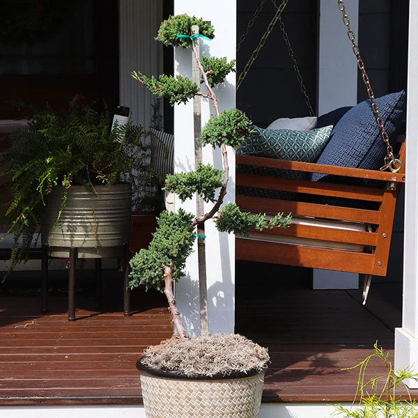 Green Mound Juniper Topiary 1 Green Mound Juniper Topiary