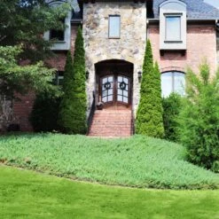 Green Mound Juniper 7 Green Mound Juniper -Flowering Trees Sales Green Mound Juniper 4