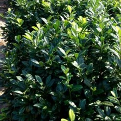 Greenfinity Cherry Laurel 6 Greenfinity Cherry Laurel -Flowering Trees Sales Greenfinity Laurel 2