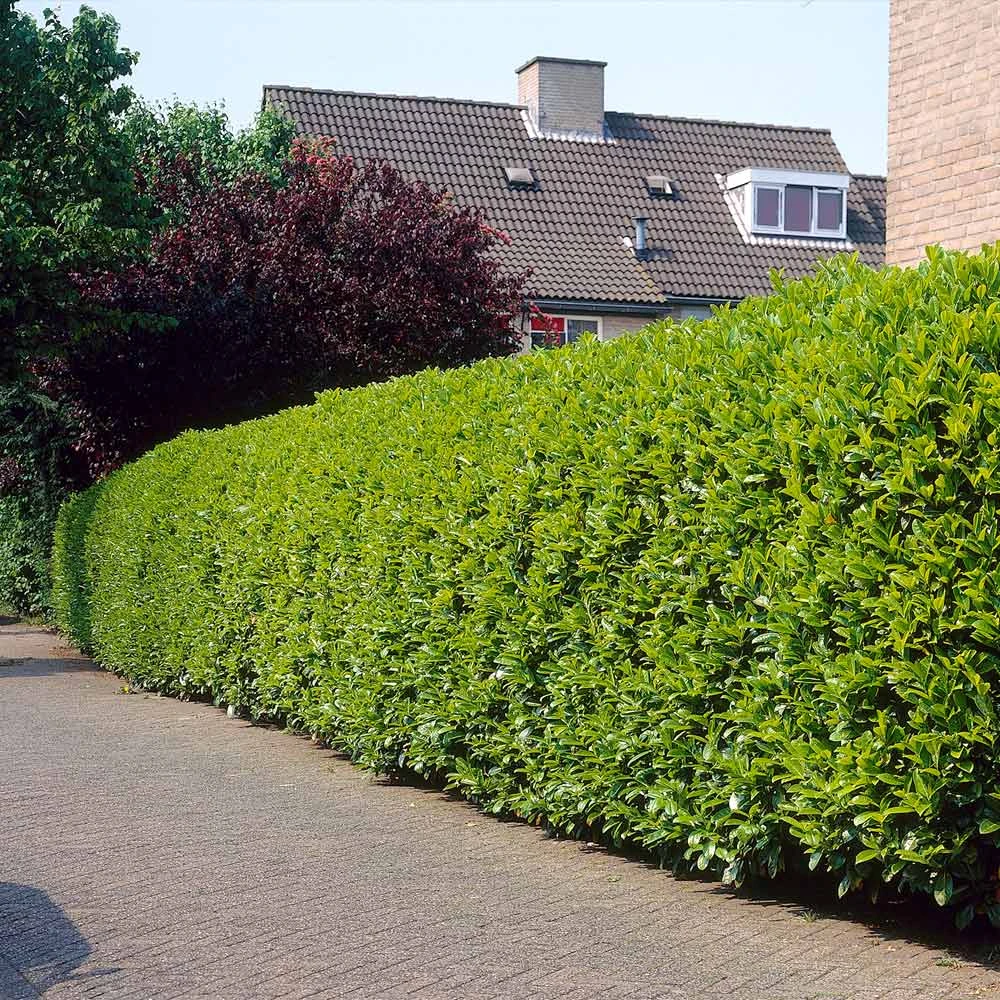 Greenfinity Cherry Laurel 4 Greenfinity Cherry Laurel - Image 4