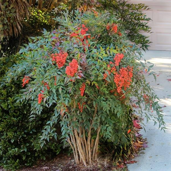 Heavenly Bamboo Nandina Shrub 1 Heavenly Bamboo Nandina Shrub