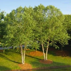 New Arrival -Flowering Trees Sales Heritage River Birch 1 FGT
