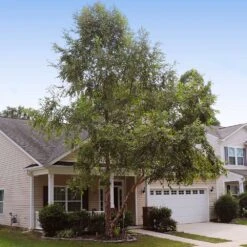 Heritage® River Birch 10 Heritage® River Birch -Flowering Trees Sales Heritage River Birch 9 FGT