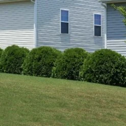 Hetz Midget Thuja Shrub -Flowering Trees Sales Hetz Midget Thuja 6