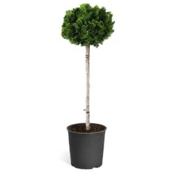 Dwarf Hinoki Cypress Tree -Flowering Trees Sales Hinoki Cypress Standard 1