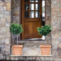 Dwarf Hinoki Cypress Tree -Flowering Trees Sales Hinoki Cypress Standard 2 6bc85b90 3eec 439f 92d1 ae3e8dfe164a