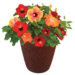 Bloom Bash® Hollywood® Hibiscus -Flowering Trees Sales Hollywood Hibiscu BLoom Bash 1