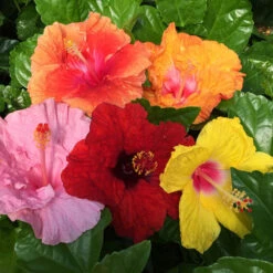 Bloom Bash® Hollywood® Hibiscus -Flowering Trees Sales Hollywood Hibiscu BLoom Bash 2
