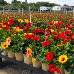 Bloom Bash® Hollywood® Hibiscus -Flowering Trees Sales Hollywood Hibiscu BLoom Bash 4