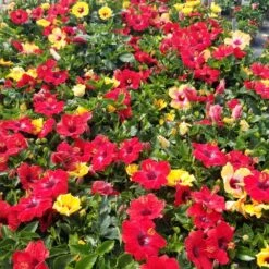 Bloom Bash® Hollywood® Hibiscus -Flowering Trees Sales Hollywood Hibiscu BLoom Bash 5