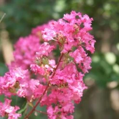 Hopi Crape Myrtle 9 Hopi Crape Myrtle -Flowering Trees Sales Hopi Crape Myrtle 1