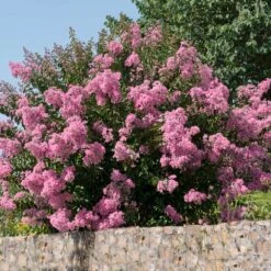 Hopi Crape Myrtle 8 Hopi Crape Myrtle -Flowering Trees Sales Hopi Crape Myrtle 5