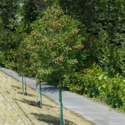 Hot Wings® Maple Tree -Flowering Trees Sales Hot Wings Tartarian Maple 1