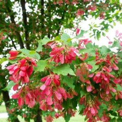 Hot Wings® Maple Tree -Flowering Trees Sales Hot Wings Tartarian Maple 2 FGT