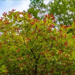 Hot Wings® Maple Tree -Flowering Trees Sales Hot Wings Tartarian Maple 3