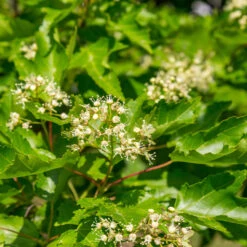 Hot Wings® Maple Tree -Flowering Trees Sales Hot Wings Tartarian Maple 5