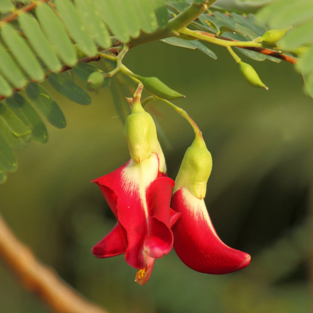 Red Hummingbird Tree (Sesbania Grandiflora) 5 Red Hummingbird Tree (Sesbania Grandiflora) - Image 5