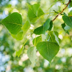Superior Hybrid Poplar Tree 6 Superior Hybrid Poplar Tree -Flowering Trees Sales Hybrid Poplar 1