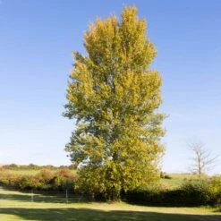 Superior Hybrid Poplar Tree 7 Superior Hybrid Poplar Tree -Flowering Trees Sales Hybrid Poplar 3