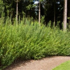Willow Hybrid Tree 5 Willow Hybrid Tree -Flowering Trees Sales Hybrid Willow 1