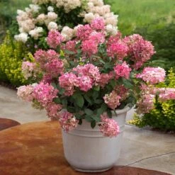 Fire Light® Hydrangea Shrub 6 Fire Light® Hydrangea Shrub -Flowering Trees Sales Hydrangea FIrelight 6