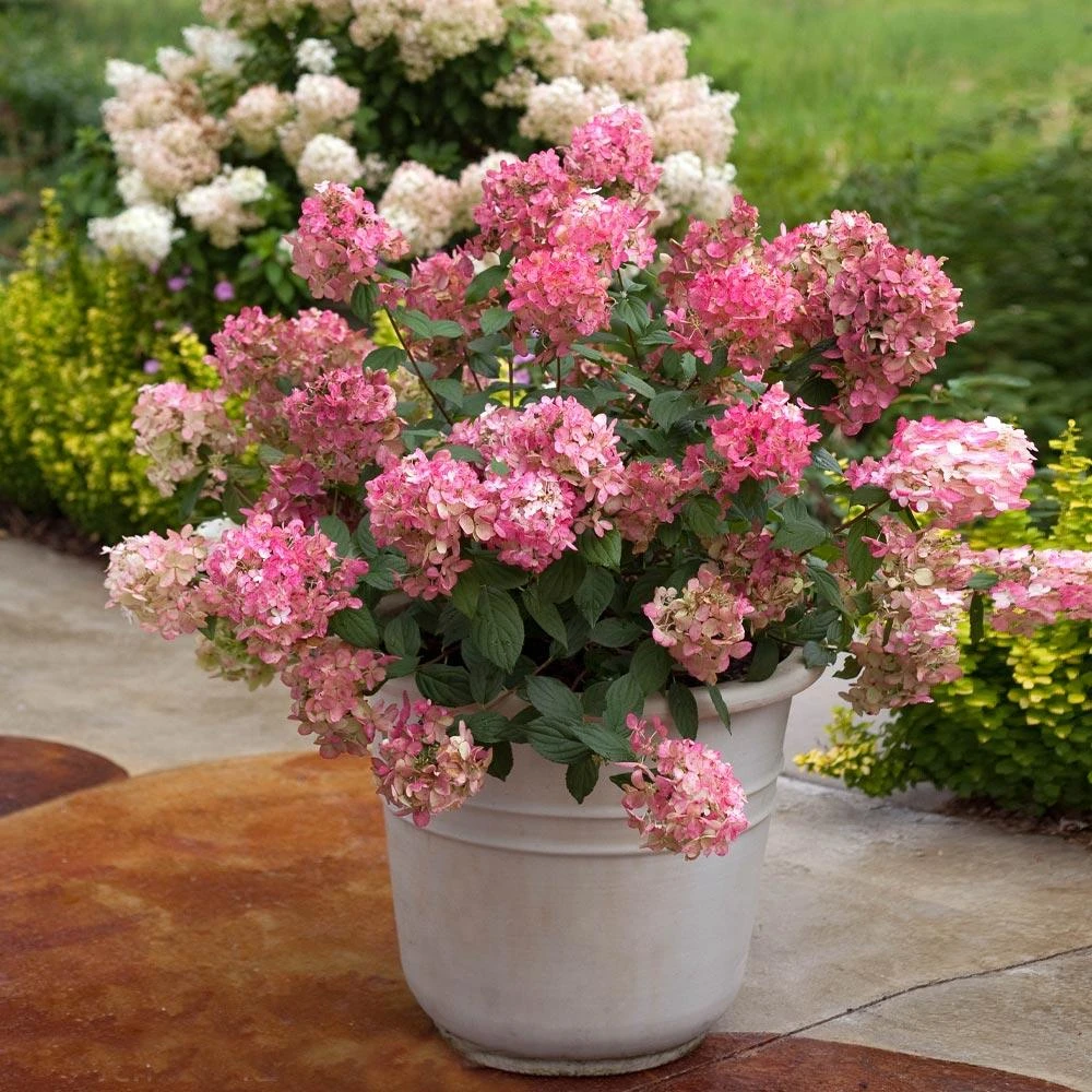 Fire Light® Hydrangea Shrub 3 Fire Light® Hydrangea Shrub - Image 3