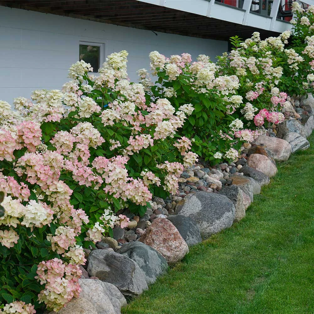 Fire Light® Hydrangea Shrub 2 Fire Light® Hydrangea Shrub - Image 2