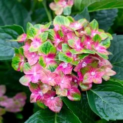 Pistachio Hydrangea Shrub -Flowering Trees Sales Hydrangea Pistachio 2