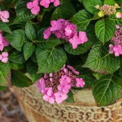 Endless Summer® Pop Star® Bigleaf Hydrangea 8 Endless Summer® Pop Star® Bigleaf Hydrangea -Flowering Trees Sales Hydrangea Pop Star 1