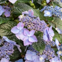 Endless Summer® Pop Star® Bigleaf Hydrangea 9 Endless Summer® Pop Star® Bigleaf Hydrangea -Flowering Trees Sales Hydrangea Pop Star 2